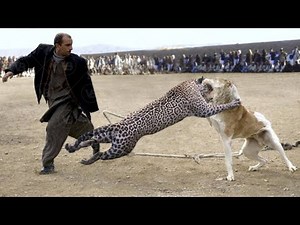 Only These Dogs Can Face a Jaguar