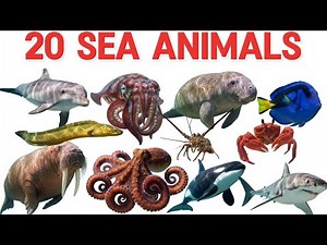 “Top 20 Amazing Sea Animals | Stunning Ocean Creatures Explained | Edumixplanet”
