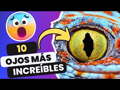🟢 10 Ojos Más Increíbles Y Extraordinarios Del Reino Animal | 🌎 😍
