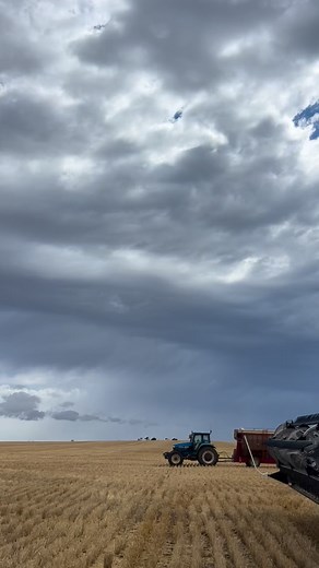 Two New Hollands, two Terminators, and one rain delay near Port Neill, SA. Here’s hoping it dries out and they’re back into it soon 🙏 #hwsc #Terminate25 #seedterminator #australianmade #harvest25 #epag #newholland | Seed Terminator