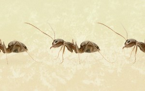 Apocalyptic, Acid-Spewing Crazy Ants Invaded Texas. Now Scientists Have a “Silver Bullet” to Obliterate Them.