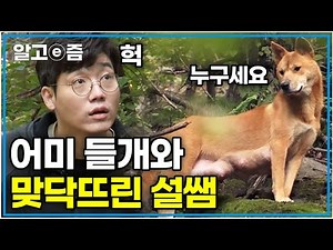 🚨실제상황🚨긴장감 넘치는 들개 가족 구조 현장! 어미 들개 포획 작전은 성공할 수 있을 것인가│들개 가족을 구하라│세상에 나쁜 개는 없다│알고e즘