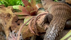 spaceman 2.0到来！