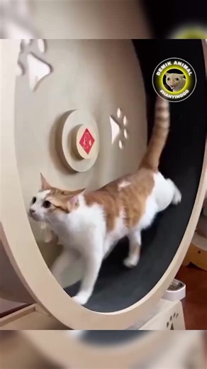 Demik Animal: Episode 16 Fun Dubbing