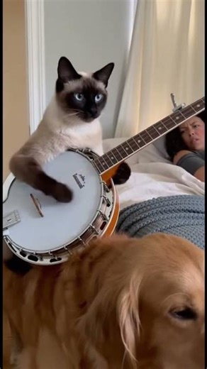 Siamese Cat Enters with Banjo - Folk Alarm Wake-Up! 🐱🪕🌾😱