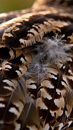 Ptarmigans Outsmart AI Vision | Survival Through Invisibility