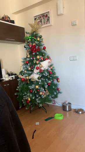 Adventurous White Cat Climbing Christmas Tree