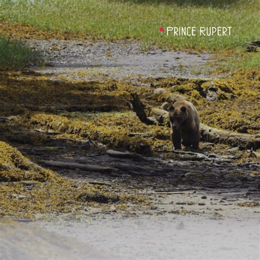 8.4K views · 100 reactions | From the southern shores to the northern...