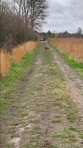 Fox Field Trial #hunting