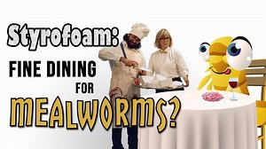 We’re back with 4 Awesome Discoveries You Probably Didn’t Hear About, all with funding from NSF. 👍 bit.ly/2R5tptg ✅ Unsinkable metal ✅ Gutsy mealworms purge plastic ✅ Body surfing bees ✅ Faster space forecaster Research by Stanford University, California Institute of Technology, NOAA National Centers for Environmental Information, University of Colorado Boulder, CIRES at CU Boulder, University of Rochester, and Changchun Institute of Optics, Fine Mechanics, and Physics in China | National Scien