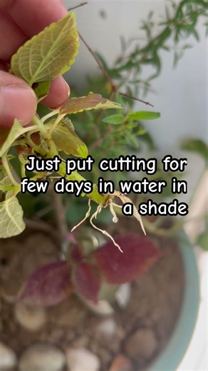 #plantcutting How to make Multiple plant from single plant