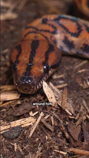How Baby Boas Survive Alone