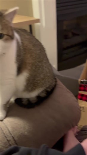 Adorable Little Cat Sniffs: A Cute Compilation