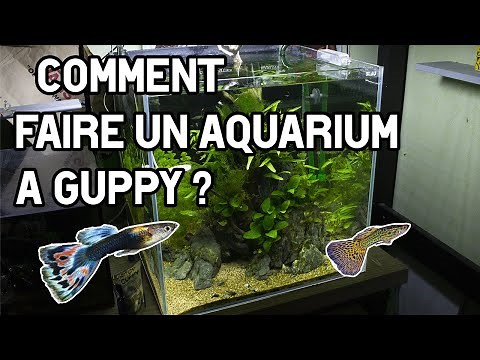 Comment Faire Un Aquarium a Guppy ?! Je Vous Montre Le Miens !