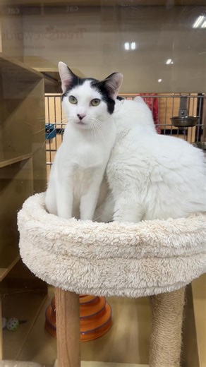 Surprise!!! Dixie is adoptable… with Niles! But wait a minute… Who is Niles?! It all started with our baby girl Dixie and her solitude. Sweet Dixie’s been having a hard time coming out of her shell, and after her best buddy Scrunchie was adopted, she went back to keeping to herself. Shy, anxious, uninterested. Our adoption counselor, fresh of her own rescue efforts, teamed up with our foster. Together, they came up with the idea of introducing Dixie to Niles, an independent rescue who was also s