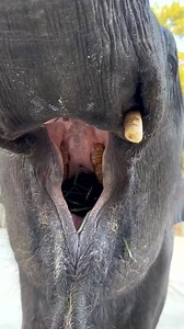 2.7K views · 30 reactions | My big pet !! #elephant #elephantlovers #animallover #foryou | My Huge Pet | Facebook