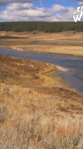 21K views · 219 reactions | Pronghorns are built for speed! Their light bone structure, hollow hair, and cushioned toes minimize impact. An enlarged heart and lungs maximize air intake for those long runs across the prairie. #Pronghorn #Wildlife #Prairie #Adaptation #AnimalFacts | Real Wild | Facebook