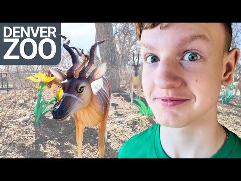 Exploring the Denver Zoo | Family-Friendly Fun in Colorado!