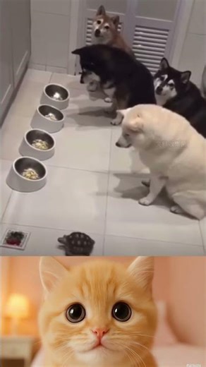 Pet Fails and Funny Moments That Will Make You Laugh Out Loud! #108