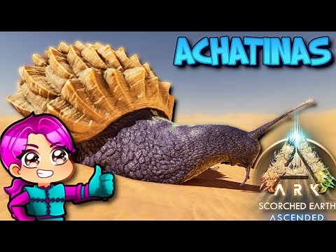 WHERE TO FIND ACHATINAS - SCORCHED EARTH - Ark Survival Ascended