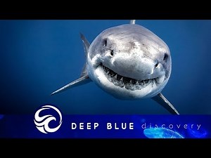 25 real shark photographs you must see