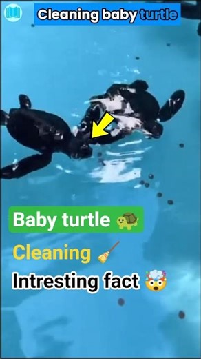 Cleaning a baby turtle 🐢🪥 | cleaning a turtle shell | #turtle #facts #shorts