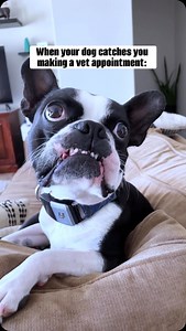 When Dogs Catch You in the Act 😬 Caught in the act! 🐾 When your dog’s radar is on high alert. 😂 Watch as this hilarious moment unfolds when the owner tries to sneakily make a vet appointment. Who else has been busted by their furry detective? #doglovercommunity #dogwatch #bostonterriersofinstagram #dogentertainment #animalcommunity #doghumor #petvideos #these #audiences #comedyvideo #dogcommunity #lifewithpets #dogadvice #instapet #dogmoments #animalbehavior #cutedogs #dogownerproblems #dogso