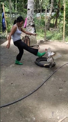 SHAMO X ASIL WINNING LINE