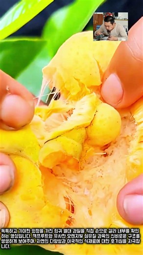 희귀한 노란색 열대 과일 속 구조 #worker #process #fruit #exotic #nature