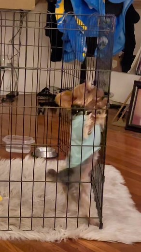 Incredible Yorkie Escape Artist - Teacup Yorkie Trending Video