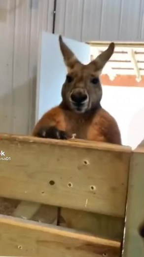 Skippy the Kangaroo: A Hilarious Voice-over Experience