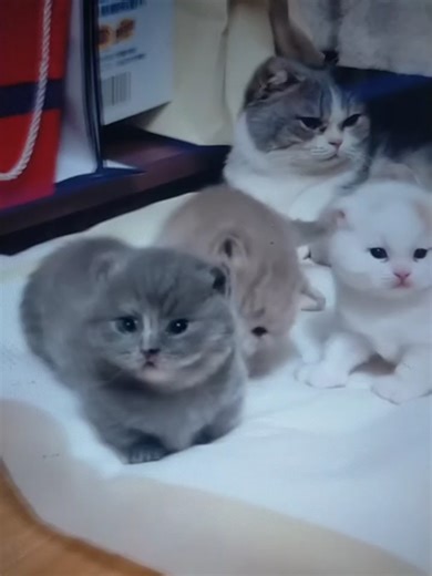 how to install Delta executor #Delta #roblox #deltaexecutor #fyp