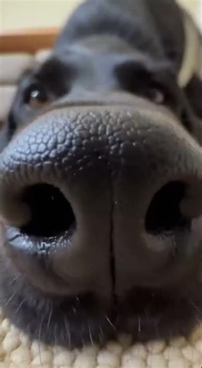The Snoot #funny#shorts