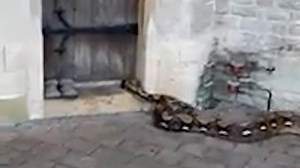 Huge pythons found 'dumped' in Lincolnshire