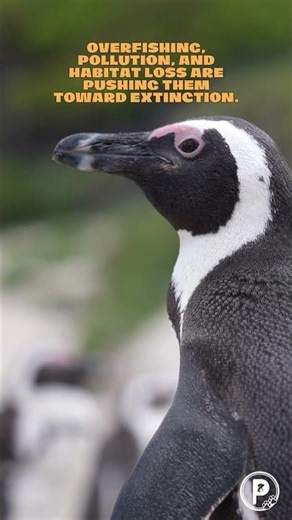 African penguins aren’t from the ice — they’re from Africa! 🐧