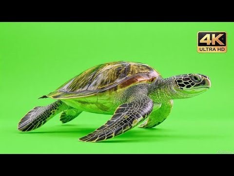 Realistic Animal Walking Loop 🐾 | Perfect Green Screen Walk Cycle (Ultra-HD)