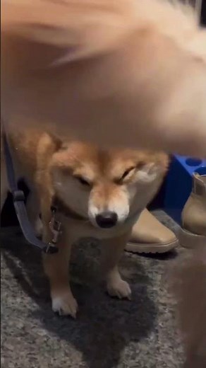 散歩終わりの足拭きの順番を待つ豆柴 #豆柴 #ゴールデンレトリバー #柴犬