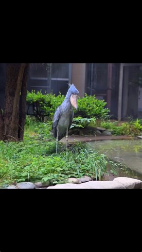 18K views · 1.1K reactions | Shoebill stork Sound  | Shoebill Stork | Facebook