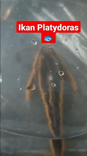 Ikan hias Platydoras Jumbo di Pasar ikan Purwonegoro#koi #shorts
