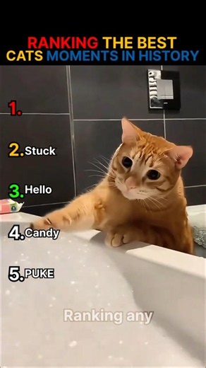 RANKING THE BEST CATS IN HISTORY| PET RANKINGS #shorts #viral #cat
