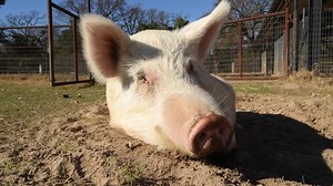 1.9K views · 1.5K reactions | The moment you donate to the HSUS, you become part of the nation's most effective animal protection organization. Together, we rescue, rehabilitate, fight and win battles for millions of animals now and in the future. You can do so much for animals. Please donate now. | Humane World for Animals | Facebook