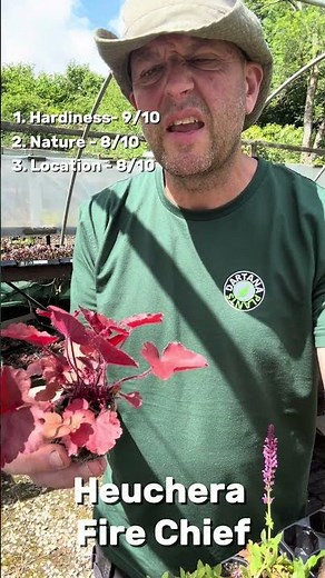 Dartana Plants growing guide to Heuchera Fire Chief.