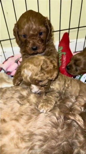 #cutepuppies #cavapoo #cavapoopuppy