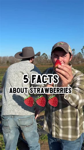 Here’s 5 fun facts about strawberries 🍓 Did you know strawberries can help strengthen your enamel? Or that the fruit you eat is actually just a swollen stem? If you want to learn fun facts like this be sure to follow for more! #strawberry #facts #education #farm #shilohfarm