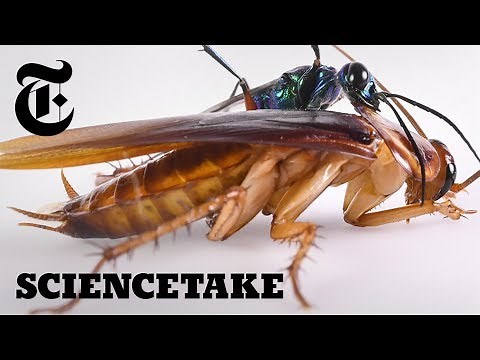 The Cockroach Karate Kick | ScienceTake