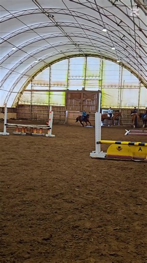Robyn: The Amazing Bay Pony in Action
