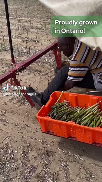 Now that it's June we are deep into local asparagus season! Ontario farms are harvesting asparagus from the fields every day, and every spear is picked by hand! Support local growers and fill your fridge with something grown just down the road, like Ontario asparagus. When you buy local, you’re choosing delicious food to feed your family, helping sustain the local economy, and you're supporting the hard work of the farmers who bring fresh, tasty foods to your table; this ensures they can continu