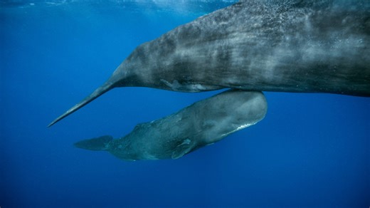 Baby sperm whale birth captured in groundbreaking video