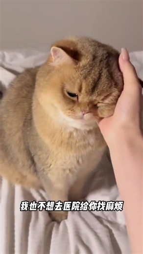 Hakimi's Must-Know Cat Care Tips for Beginners NoviceCatLovers CatScience