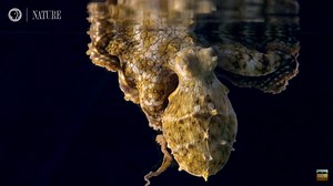 659K views · 2.3K reactions | Los pulpos cambian de color mientras duermen. Algunos científicos apuntan a que podrían estar soñando.  #biología https://i.imgur.com/nnSTJU9.gifv | F E C Y T · Ciencia e Innovación · | Facebook